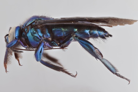 [Aglae caerulea male (lateral/side view) thumbnail]